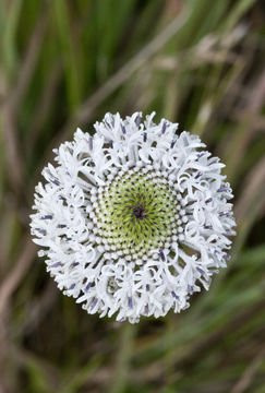 Marshallia graminifolia (Walt.) Small的圖片