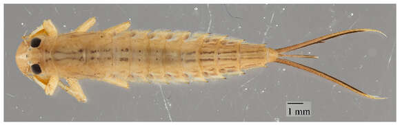 Image of brushleg mayflies