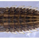 Image de Oligoneuria