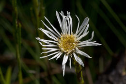 Plancia ëd Eurybia eryngiifolia (Torr. & A. Gray) G. L. Nesom