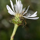 Image of Prickly Grass-Leaf-Aster