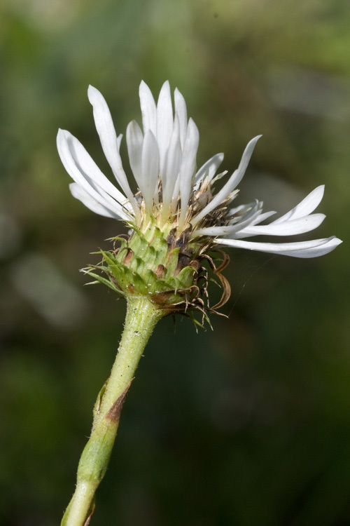 Image de Eurybia eryngiifolia (Torr. & A. Gray) G. L. Nesom