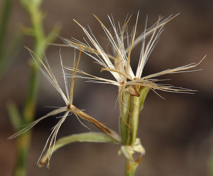 Image of Wheeler's skeletonweed