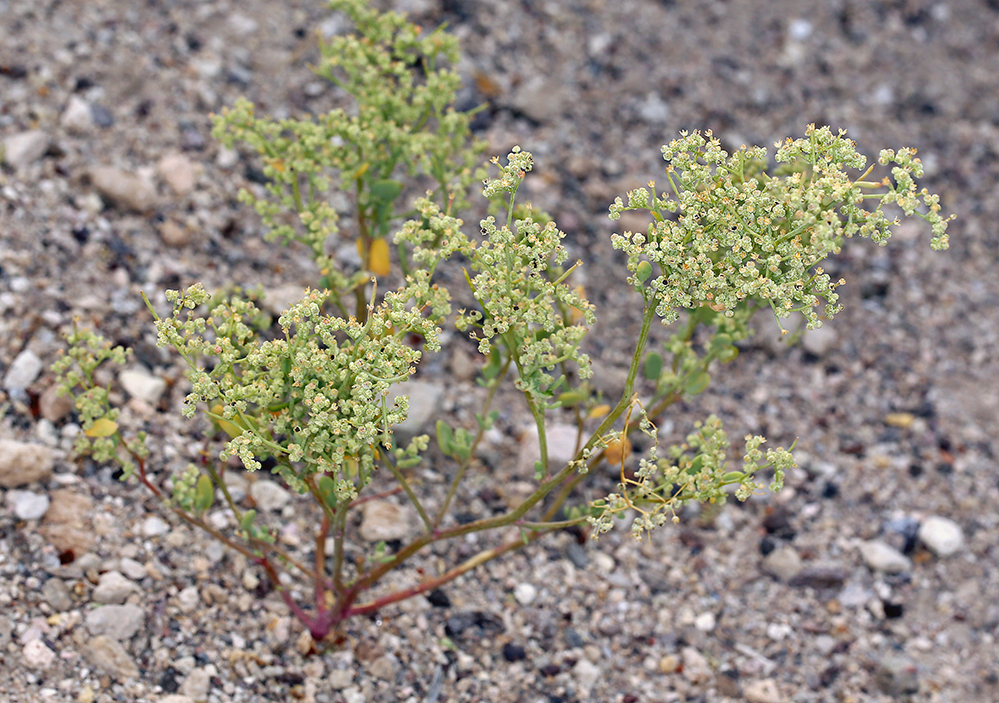 Image de Chenopodium nevadense Standl.