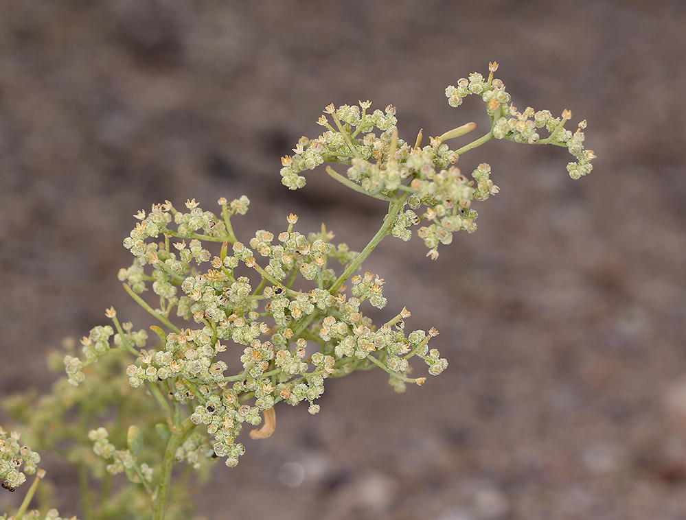 Image de Chenopodium nevadense Standl.