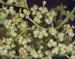 Image de Chenopodium nevadense Standl.