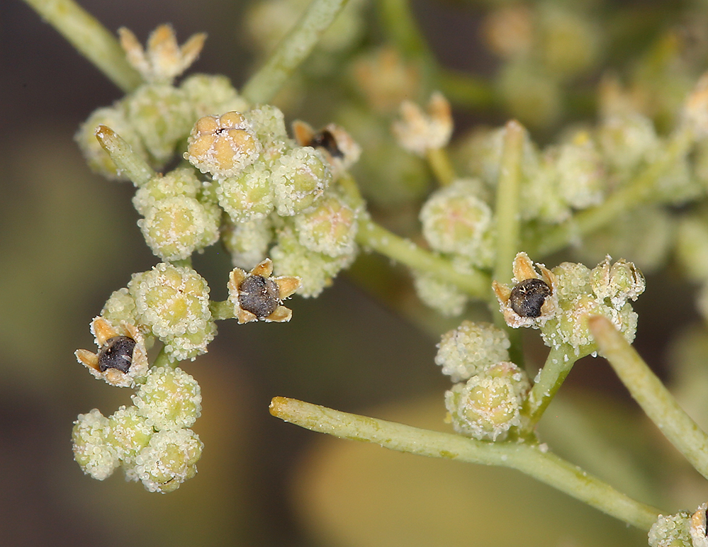 Image de Chenopodium nevadense Standl.