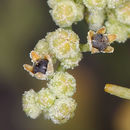 Image de Chenopodium nevadense Standl.