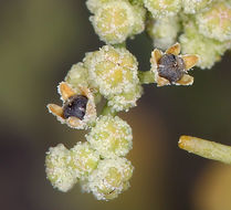 Image de Chenopodium nevadense Standl.