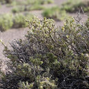 Image of Bailey's greasewood