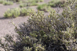 Image of Bailey's greasewood