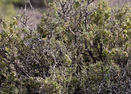 Image of Bailey's greasewood