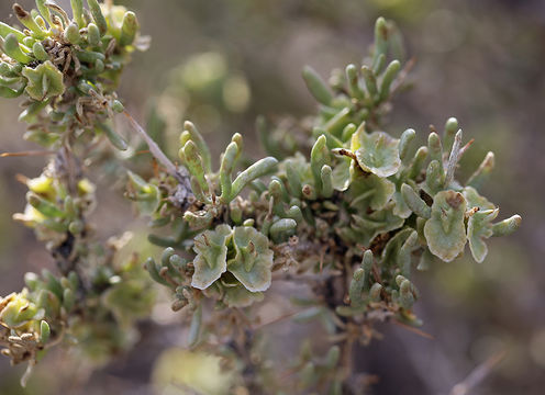 Image of Bailey's greasewood