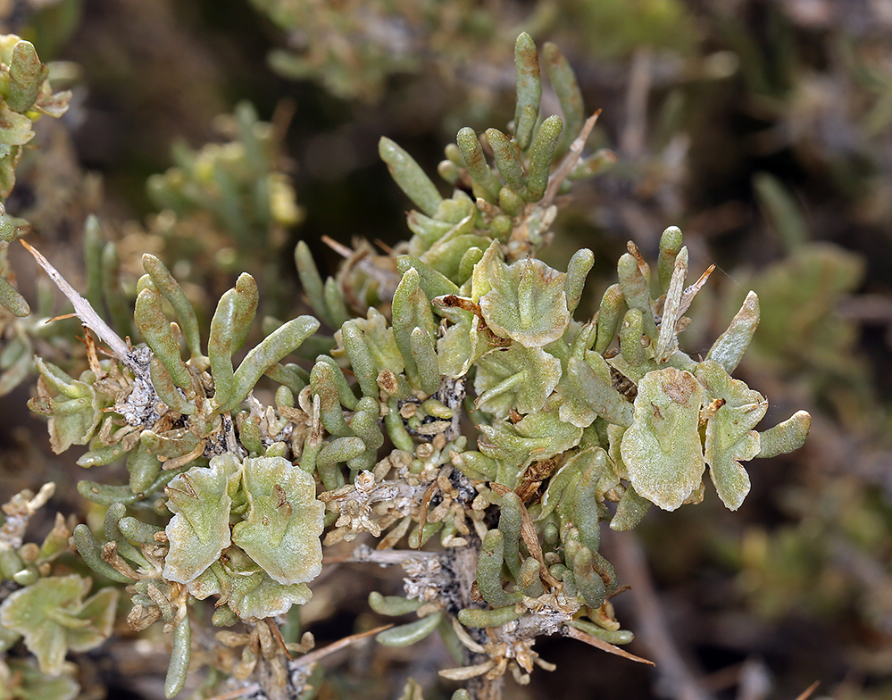 Image of Bailey's greasewood