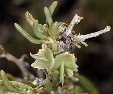 Image of Bailey's greasewood