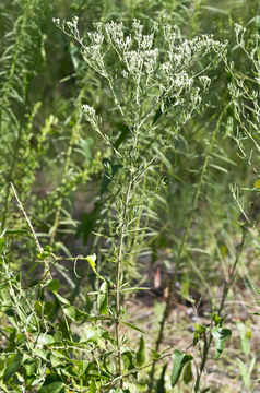 Imagem de Eupatorium mohrii E. Greene