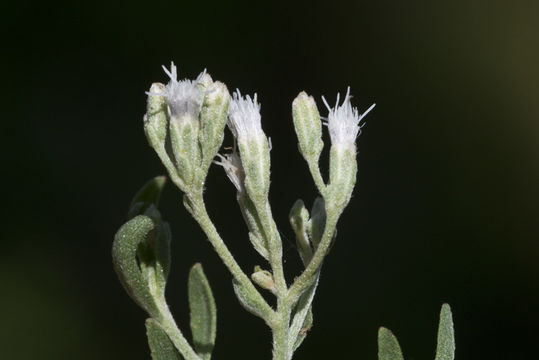 Eupatorium mohrii E. Greene的圖片