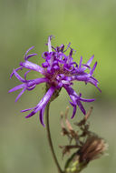 Image of tall ironweed