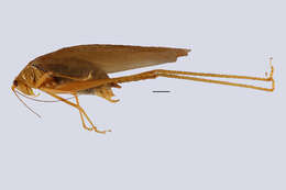 Image of Sinochlora