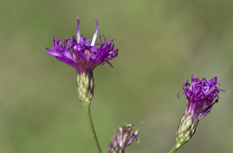 Image of tall ironweed