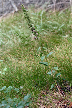 Epipactis helleborine subsp. orbicularis (K. Richt.) E. Klein resmi