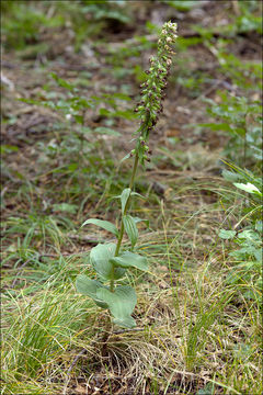 Epipactis helleborine subsp. orbicularis (K. Richt.) E. Klein resmi