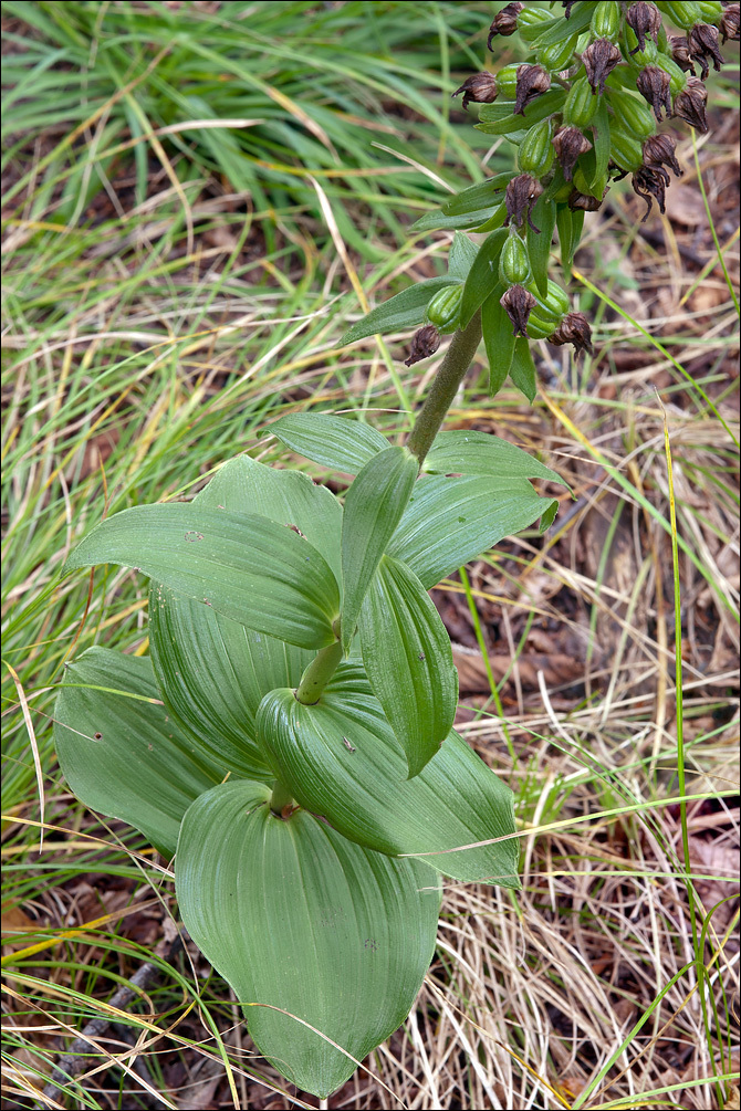 Epipactis helleborine subsp. orbicularis (K. Richt.) E. Klein resmi