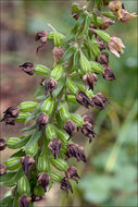 Epipactis helleborine subsp. orbicularis (K. Richt.) E. Klein resmi