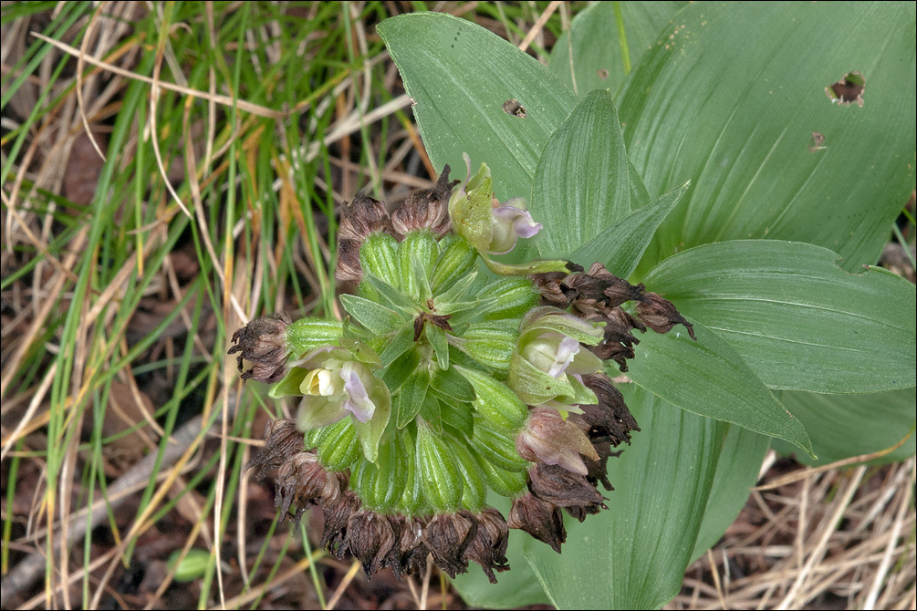 Epipactis helleborine subsp. orbicularis (K. Richt.) E. Klein resmi