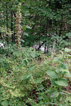 Imagem de Epipactis helleborine subsp. orbicularis (K. Richt.) E. Klein