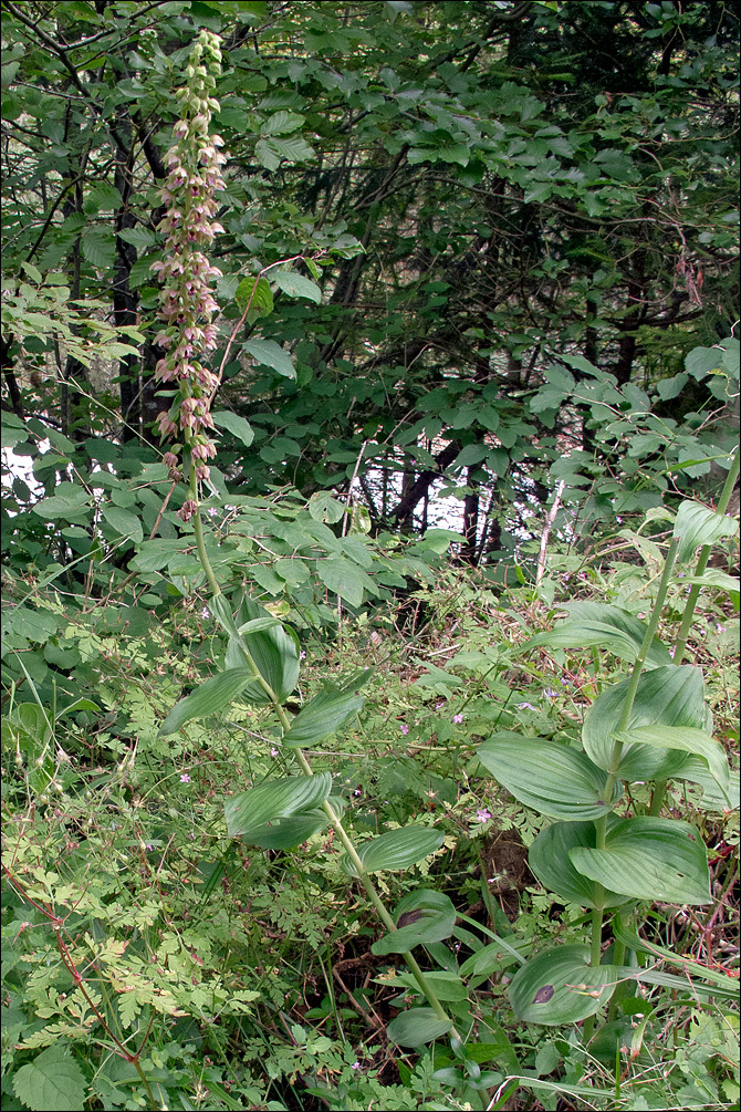 Epipactis helleborine subsp. orbicularis (K. Richt.) E. Klein resmi