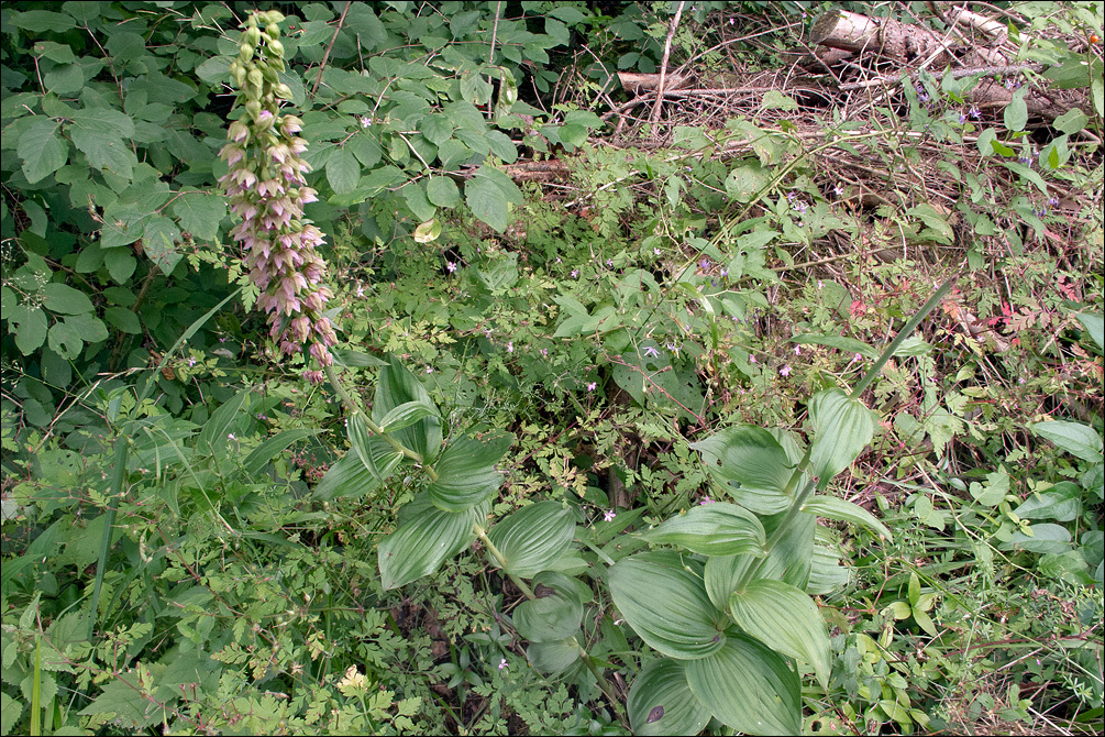 Imagem de Epipactis helleborine subsp. orbicularis (K. Richt.) E. Klein