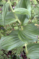 Epipactis helleborine subsp. orbicularis (K. Richt.) E. Klein resmi