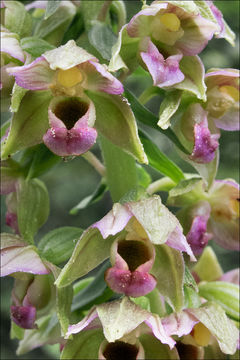 Epipactis helleborine subsp. orbicularis (K. Richt.) E. Klein resmi