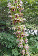 Epipactis helleborine subsp. orbicularis (K. Richt.) E. Klein resmi