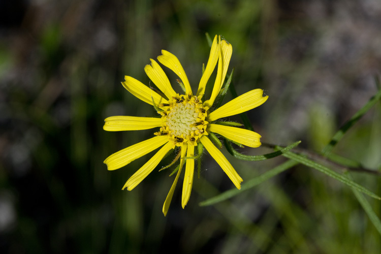 Imagem de <i>Phoebanthus tenuifolius</i>