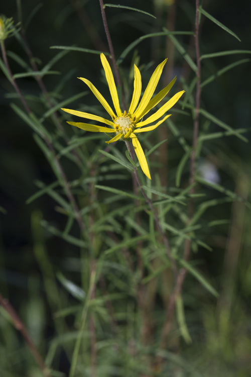 Imagem de <i>Phoebanthus tenuifolius</i>