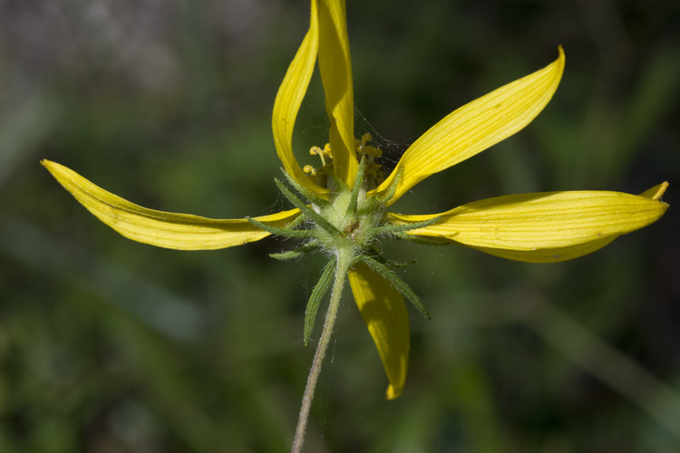 Imagem de <i>Phoebanthus tenuifolius</i>