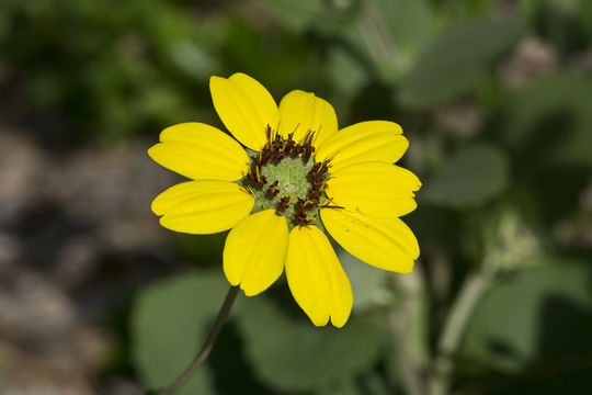 Plancia ëd Berlandiera pumila (Michx.) Nutt.