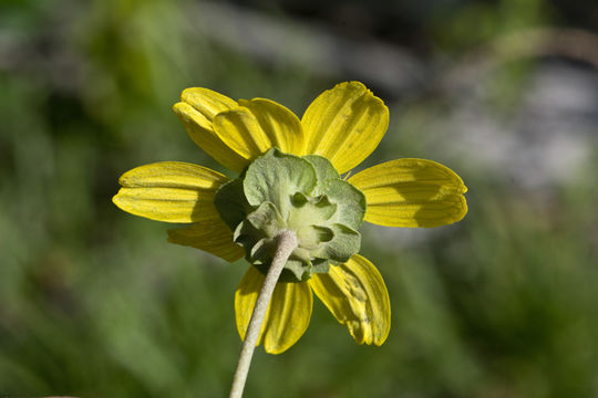 Image of soft greeneyes