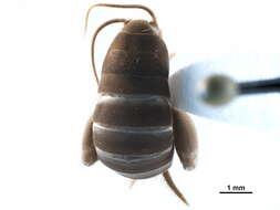 Image de Myrmecophilus