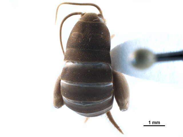 Imagem de Myrmecophilus