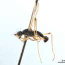 Image of Cnodacophora