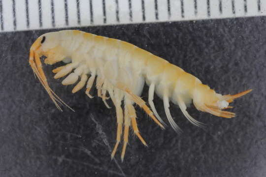 Image of Marinogammarus