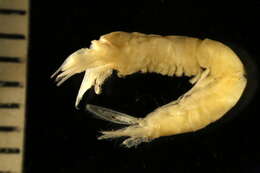 Image of Pseudomma