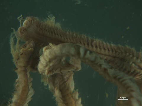 Image of Phyllodocid worms