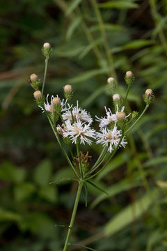 Image of tall ironweed