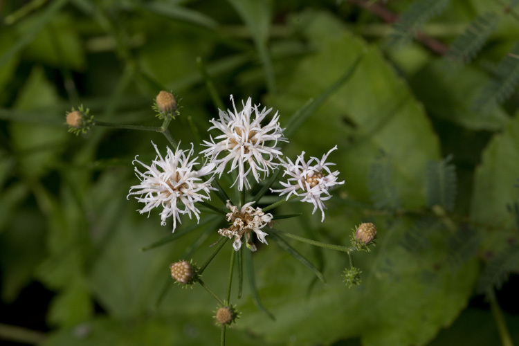 Image of tall ironweed