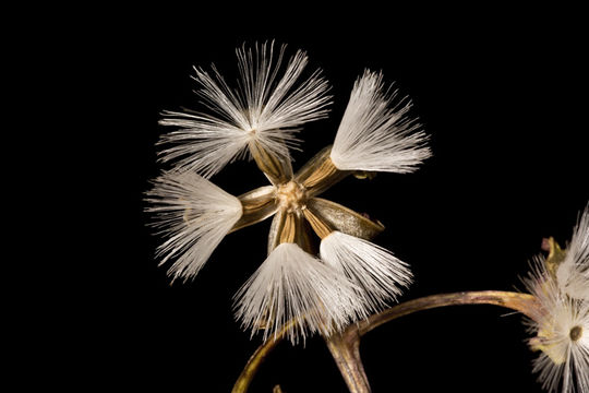 Image of Florida Indian plantain