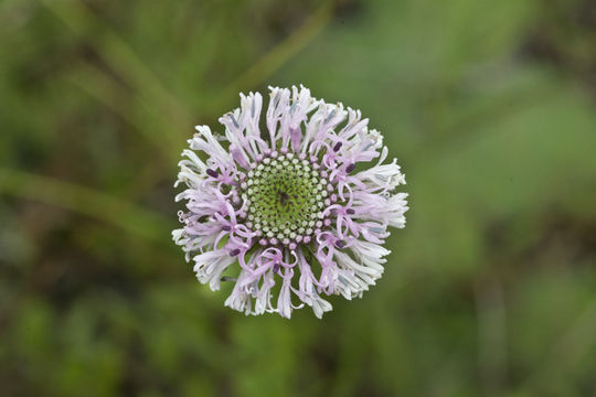 Image of grassleaf Barbara's buttons